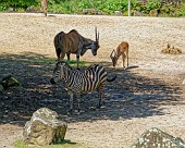 Hannover Zoo