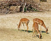 Hannover Zoo