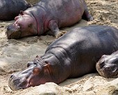 Hannover Zoo