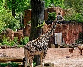 Hannover Zoo