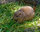 Hannover Zoo