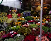 Amsterdam Blumenmarkt