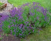 Lavendel