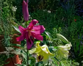 Lilien